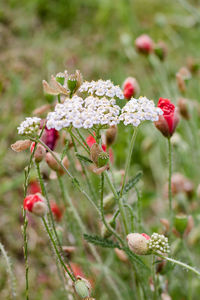 Close-up of flower buds