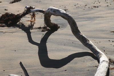 High angle view of driftwood on beach