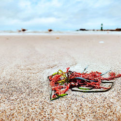 Close-up of red leaf on beach against sky