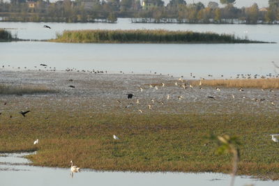 Birds in a lake