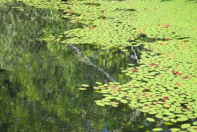 Lotus water lily in lake