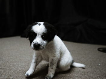 Portrait of puppy sitting on floor