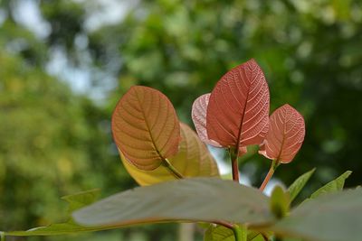 Close-up of autumn leaves