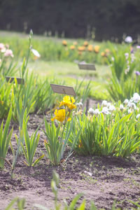 Close-up of flowering plants on field