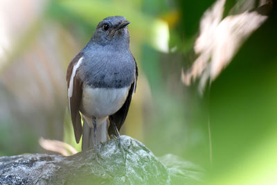 Close-up of bird perching on plant