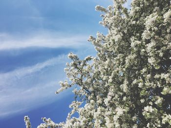 Low angle view of blooming tree against sky