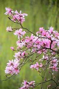 Close-up of pink flowers blooming on tree