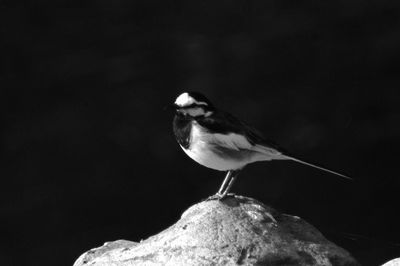 Close-up of bird perching outdoors