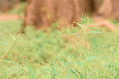 Close-up of plants growing on field