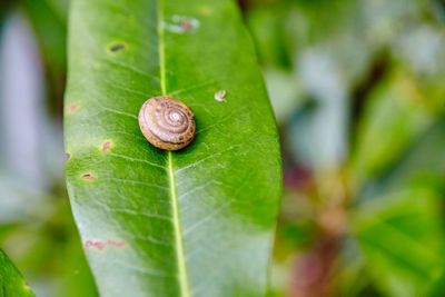 Close-up of snail on plant