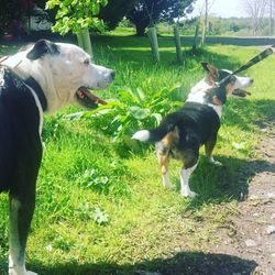 Dog standing on grassy field