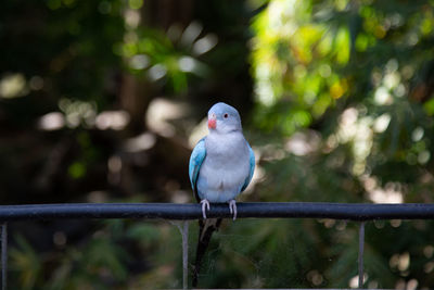 Close-up of bird perching on railing