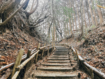 Surface level of wooden staircase in forest