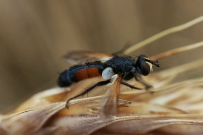 Close-up of insect