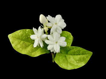 Close-up of flowering plant against black background