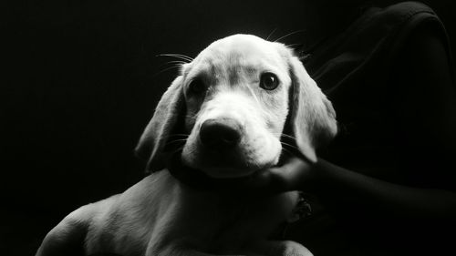 Close-up portrait of dog