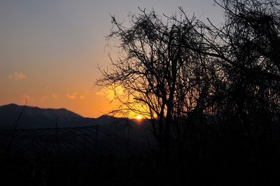Silhouette of trees at sunset