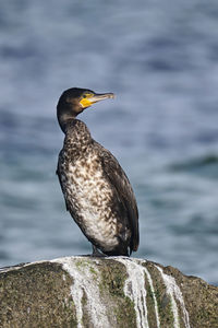 Bird perching on rock