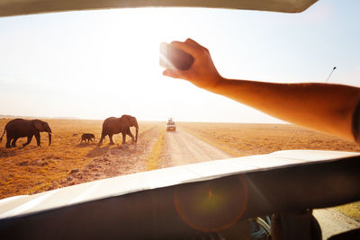 Cropped hand photographing elephants on smart phone during safari