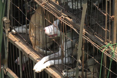 Low angle view of birds in cage against building