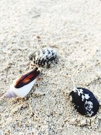 Close-up of crab on sand
