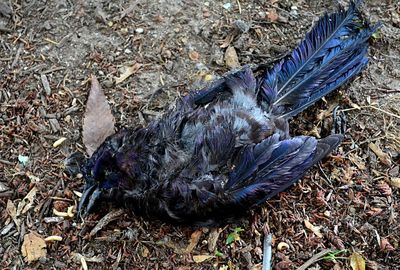 High angle view of bird on field