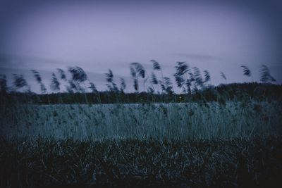 Trees against sky