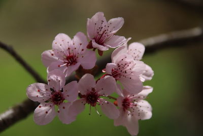 Close-up of pink cherry blossoms