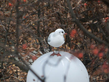 Close-up of seagull perching on branch