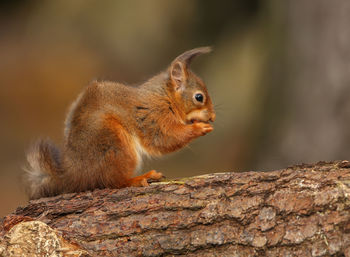 Close-up of squirrel on rock