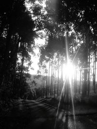 Sun shining through trees in forest