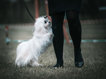 Low section of person with dog standing on field