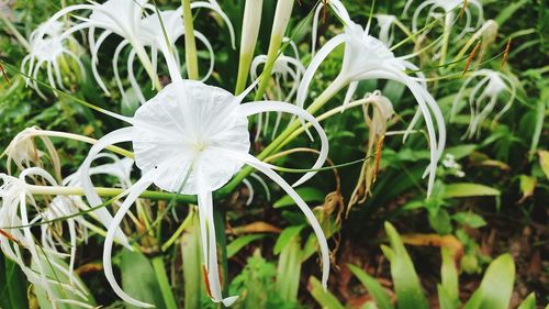 Close-up of white flowers blooming outdoors