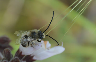 Close-up of insect on flower