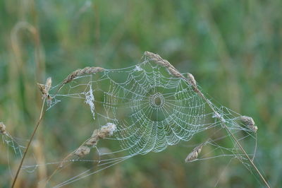 Close-up of spider on web