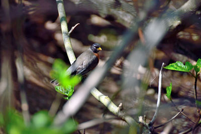 Bird perching on a tree