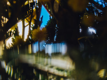 Close-up of illuminated plants at night