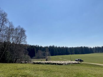 Scenic view of field against sky