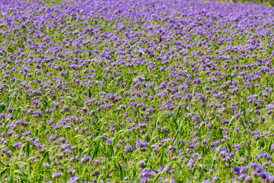 Full frame shot of purple flowering plants on field