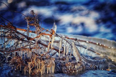 Close-up of horse by sea against sky