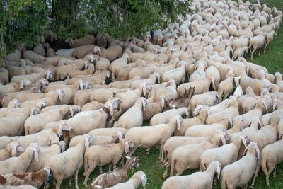 High angle view of sheep on stone wall