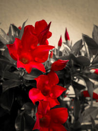 Close-up of red flowers blooming outdoors