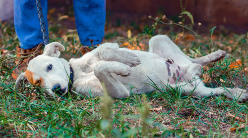 Sheep on field