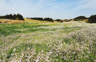 Scenic view of field against sky