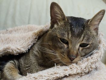 Close-up portrait of cat