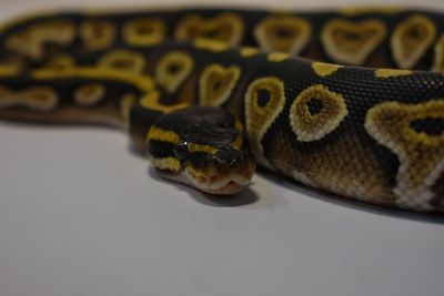 Close-up of turtle