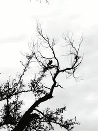 Low angle view of birds perching on branch