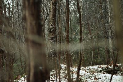 Trees in forest during winter