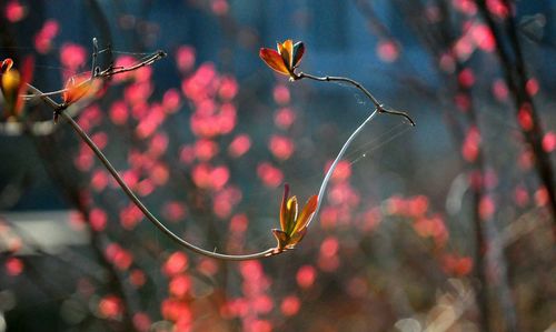 Close-up of pink flowering plant