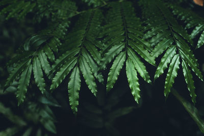 Close-up of fresh green leaves